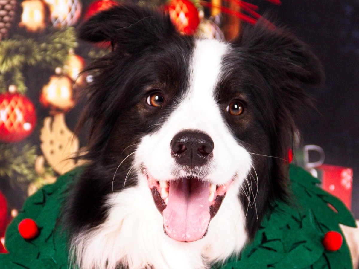 Christmas photoshoot