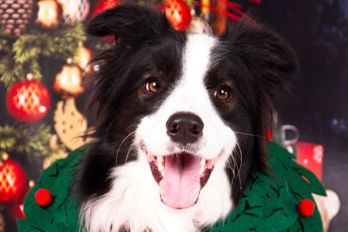 Christmas photoshoot