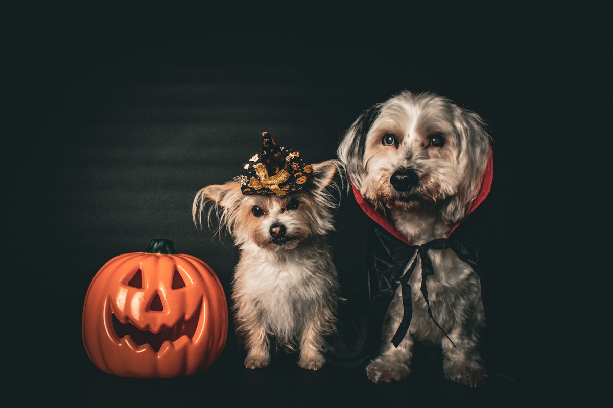 Halloween photoshoot
