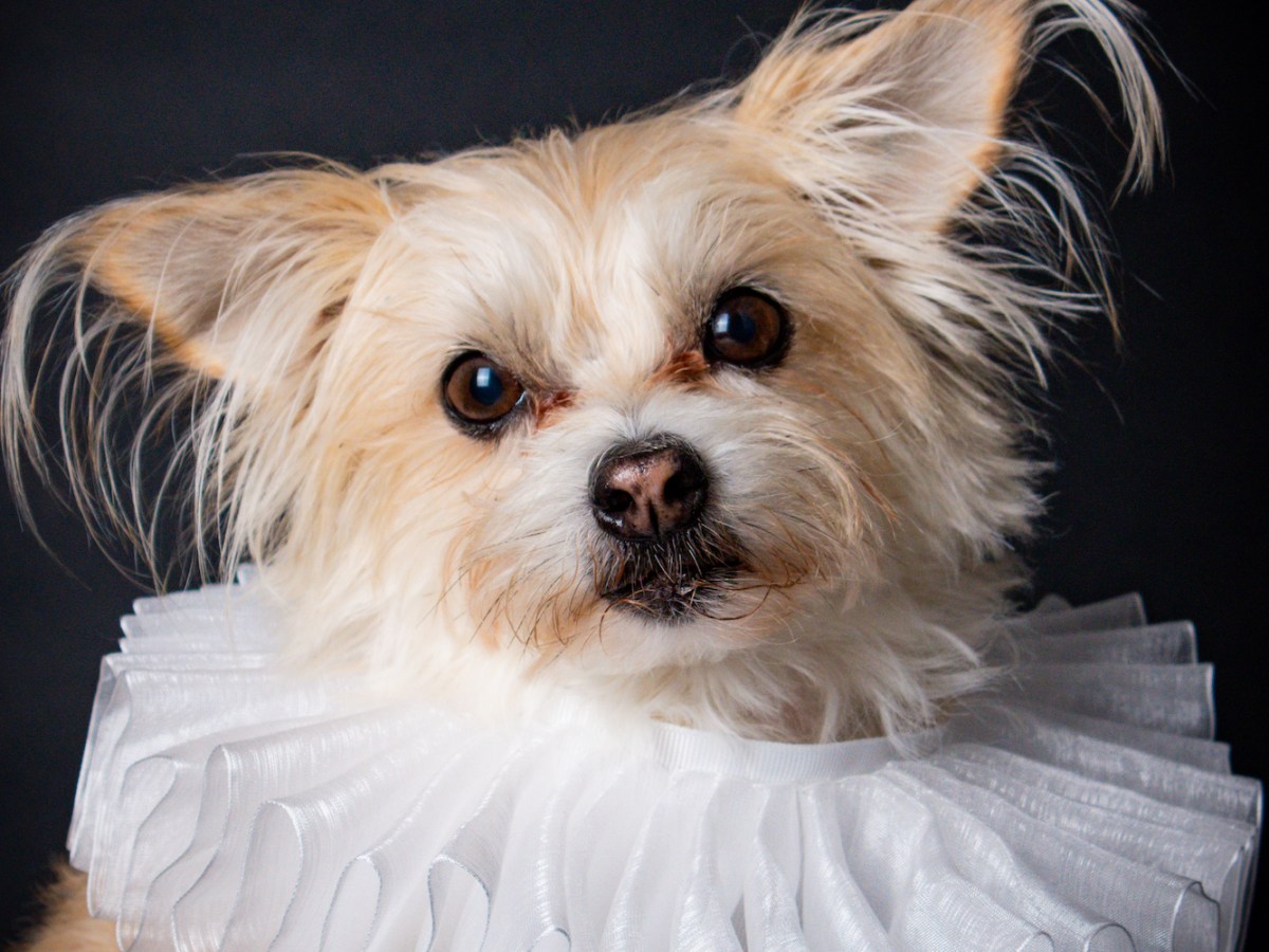 Fancy dress photoshoot